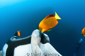This Giant Pacific Manta stops at a cleaning station to g... by David Valencia 